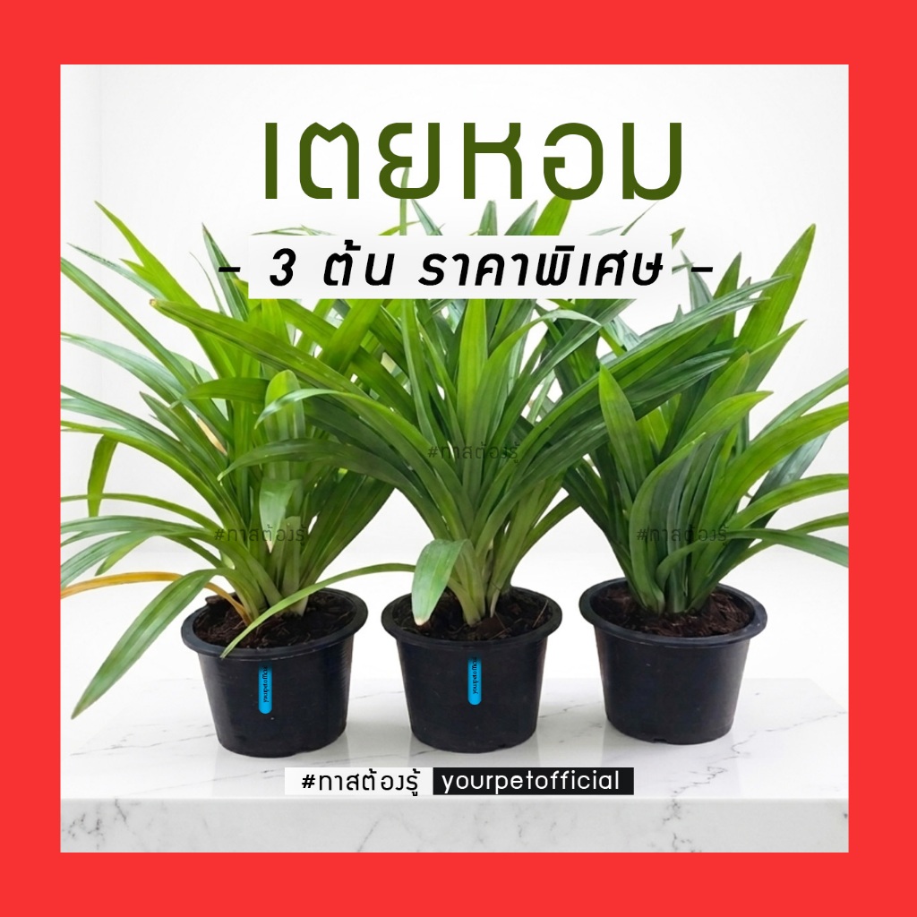 [คุ้ม x3] ต้นเตยหอมกระถาง 6 นิ้ว กอใหญ่สมบูรณ์ คัดเกรดรากแน่น แข็งแรงอยู่ได้หลายปี