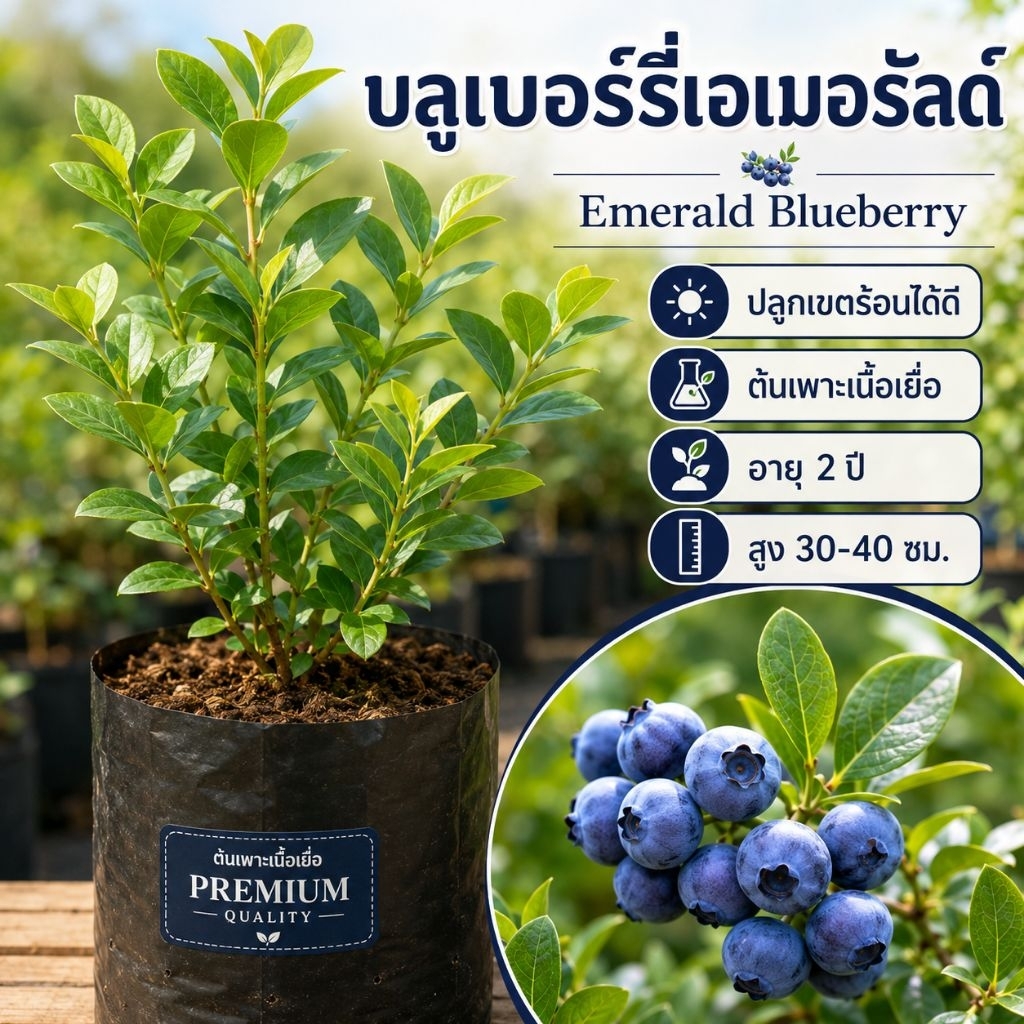 ต้นบลูเบอร์รี่พันธุ์เอเมอรัลด์ Emerald Blueberry ปลูกในเขตร้อนได้ดี ต้นเพาะเนื้อเยื่อ อายุ 2 ปี สูง 