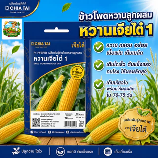 รวมผักเจียไต๋ ผักซองอีซี่ F1 ผักซอง 40 กว่าชนิด เมล็ดพันธุ์คุณภาพดี ปลูกง่าย โตไว #เจียไต๋