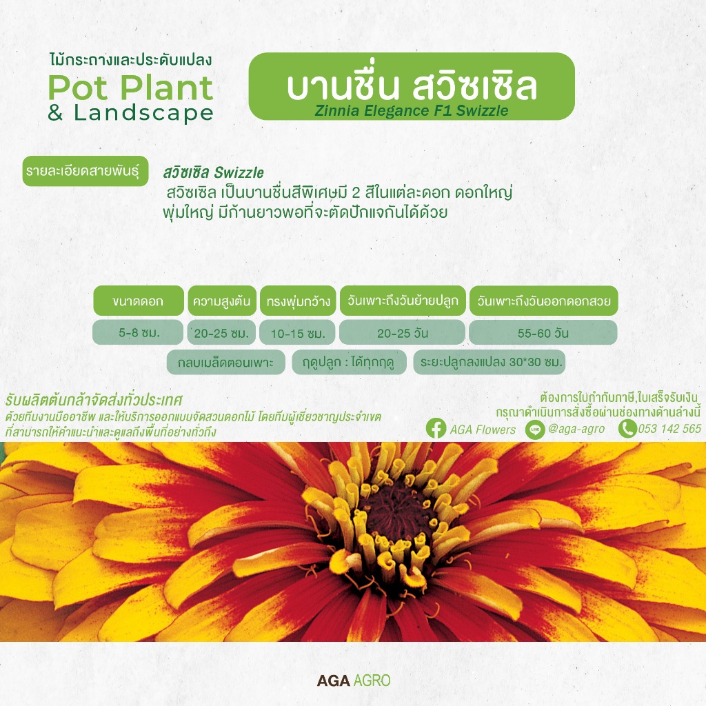 AGA AGRO I "บานชื่น สวิซเซิล" สีพิเศษ มี 2 ใส่ในดอก 50 รูปที่ 2
