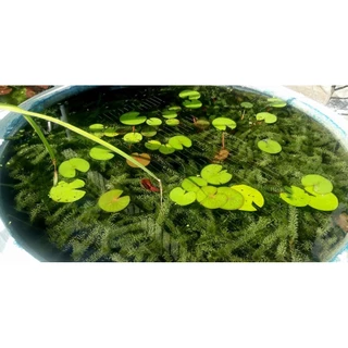 สาหร่ายหางกระรอกแท้ ใช้ตกแต่งตู้ปลา อางปลา ส่งตรงจาก จ.เพชรบุรี