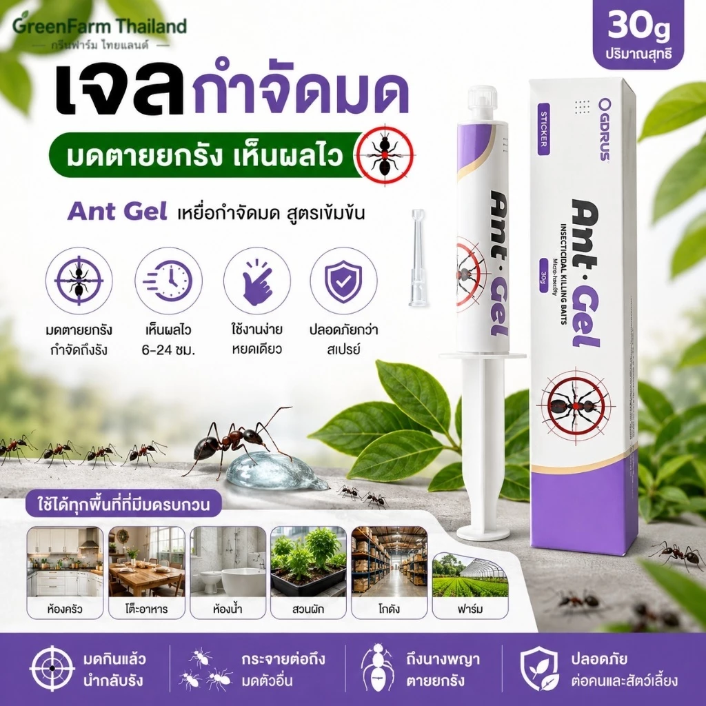 🐜พร้อมส่ง🐜Ant Gel เจลกำจัดมด กำจัดถึงรัง เห็นผลไว ปลอดภัย ใช้งานง่าย เจลล่อมด มดกินแล้วตายยกรัง ใช้ได้ทั้งบ้าน