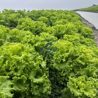 เมล็ดผักกาดหอม รองจาน ตราลูกโลก🌍🥬ขนาด400กรัม