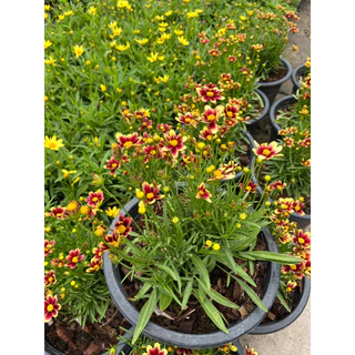 จันทร์ฉาย ดอกสีแดงเข้มน่ารัก ให้ดอกเยอะ มีดอกตลอดปี Coreopsis grandiflora 'Solar Fancy’