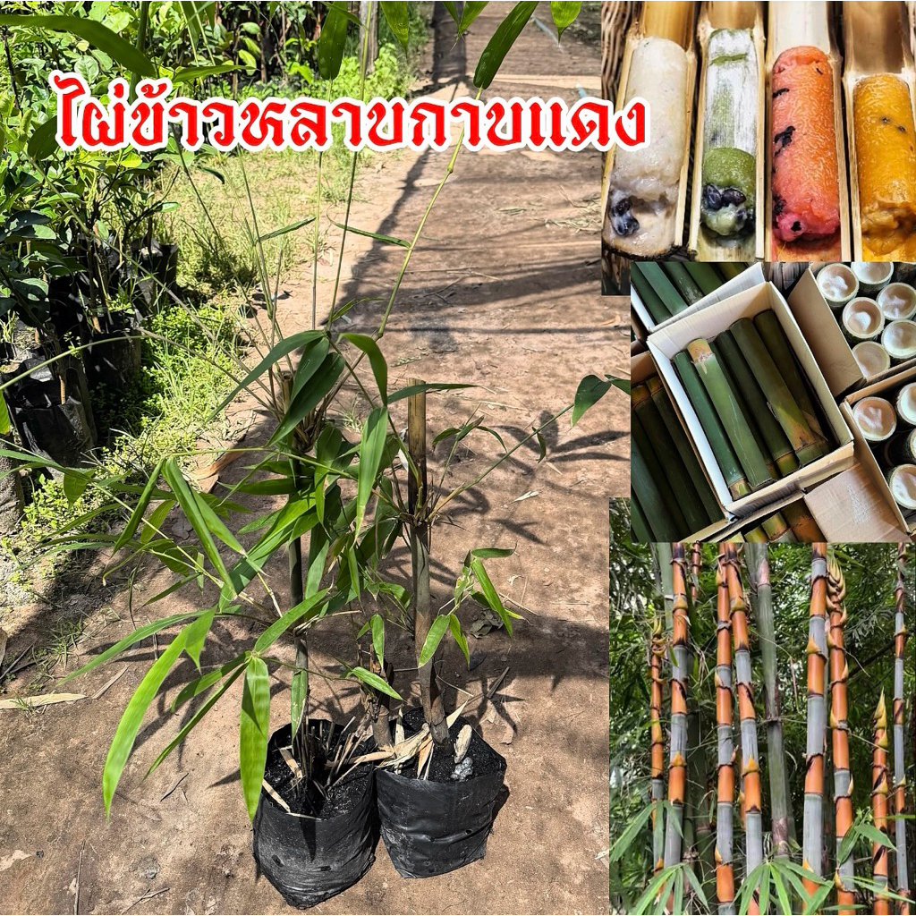 ต้นไผ่ข้าวหลามกาบแดง แตกหน่อง่าย ทำข้าวหลาบหอมอร่อยมาก