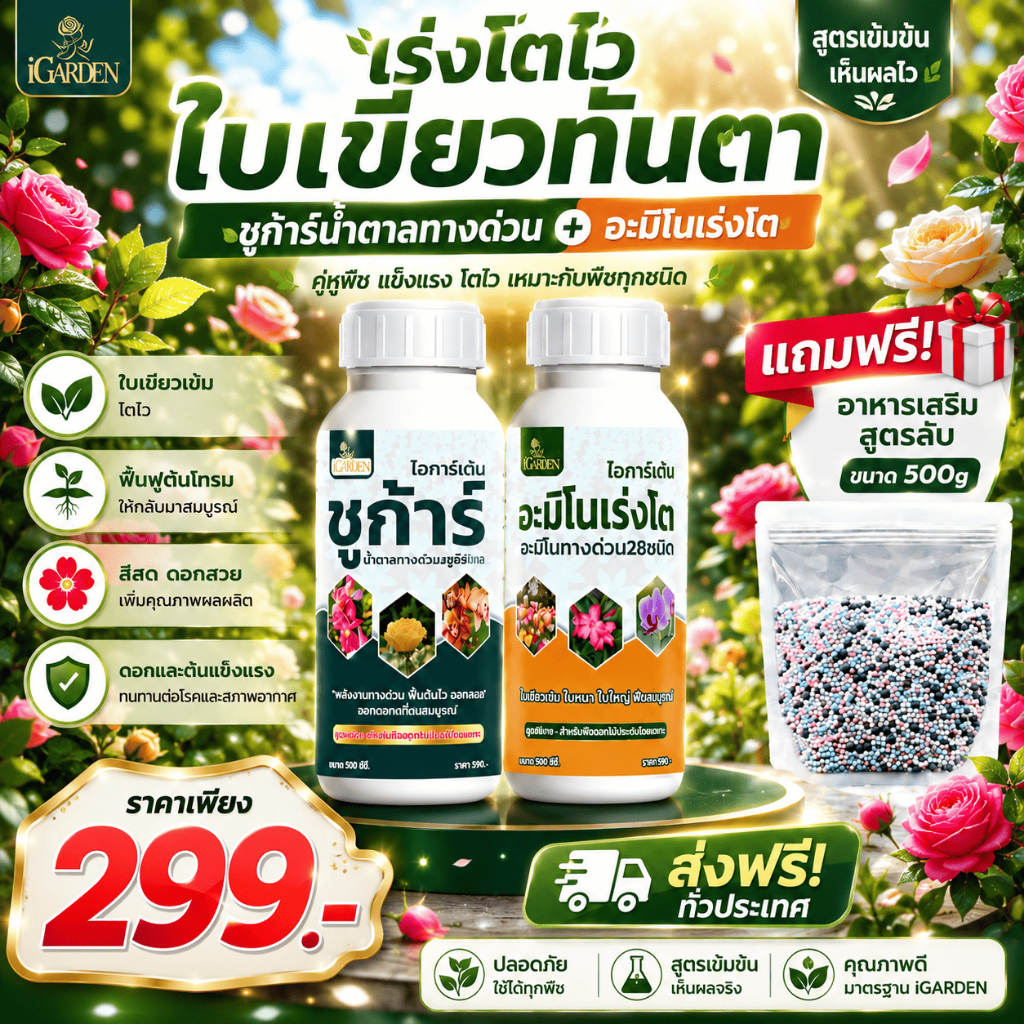 ฟื้นต้นโทรม เร่งโตไว ใบเขียวเข้ม แข็งแรง ซูก้าร์ น้ำตาลทางด่วน อะมิโนเร่งโต 28ชนิด  แถมปุ๋ยเม็ด500g