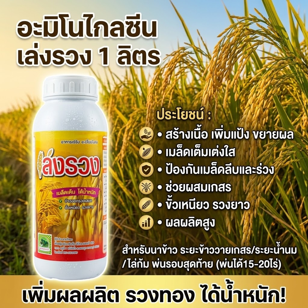 ฮอร์โมนนาข้าว อะมิโนไกลซีน เล่งรวง 1 ลิตร พ่นระยะข้าววายเกสร,ข้าวรอบสุดท้าย 15-20ไร่ ช่วยให้เมล็ดข้าวเต็ม มีน้ำหนัก