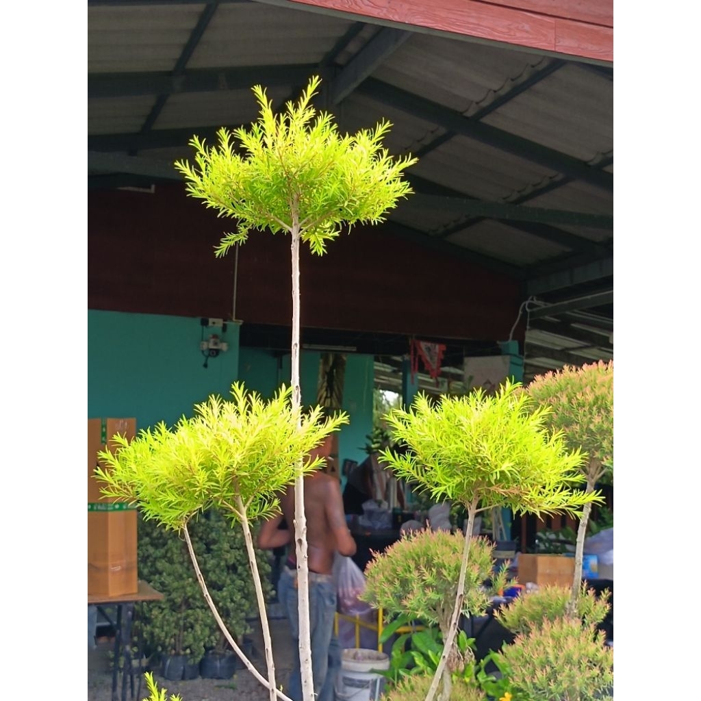 ต้นหลิวทอง ทรงช่อ (กระถาง 15 นิ้ว) มีสีทองสวยโดเด่น ทรงช่อสวยๆเหมาะกับการตกแต่งบ้าน