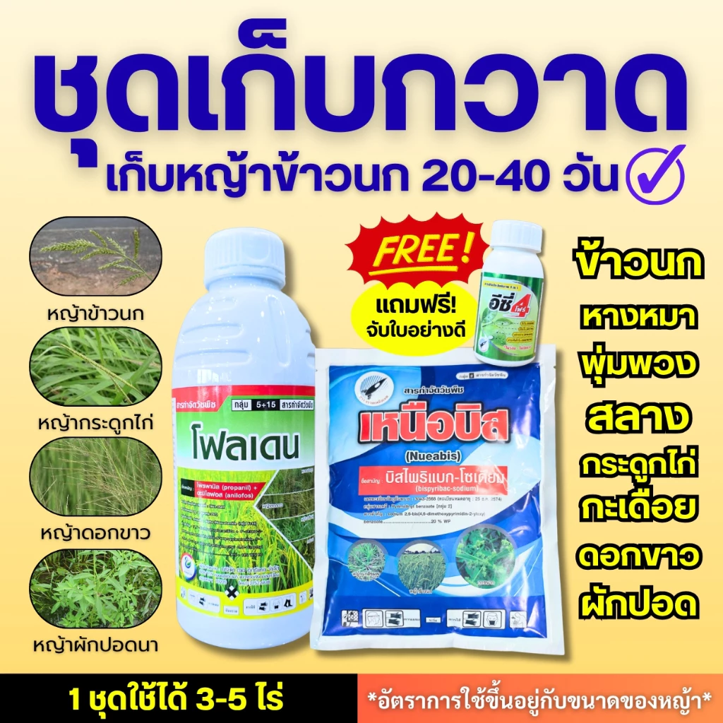 ชุดเก็บกวาด (เก็บหญ้า 20-40 วัน) เน้นเก็บหญ้าข้าวนก หางหมา พุ่มพวง ปล้องหิน สลาง กระดูกไก่ ดอกขาว ผักปอดนา