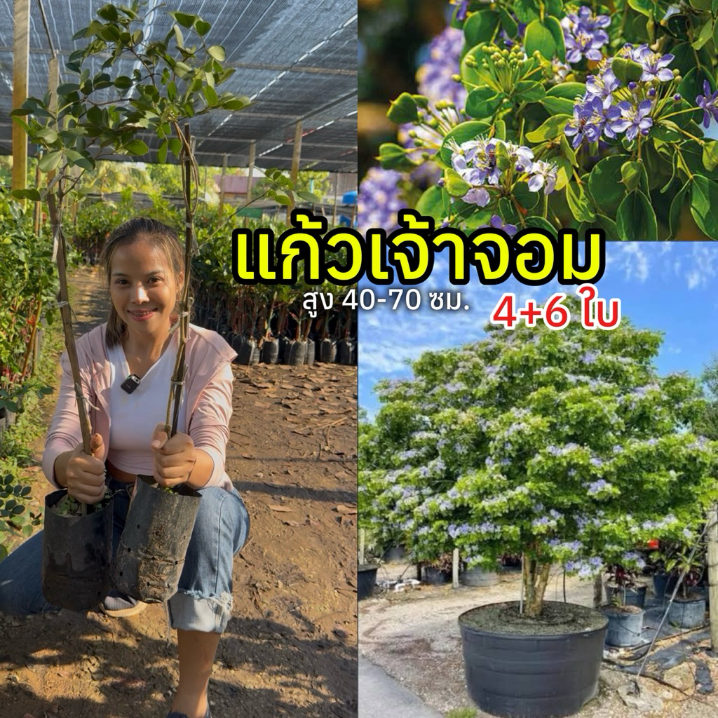 ต้นแก้วเจ้าจอม 4+6 หรือ 4 ใบ 6 ใบ กิ่งตอน สูง 50-70 ซม.