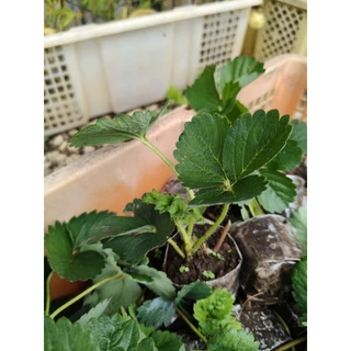 ต้นกล้าสตรอว์เบอร์รี่พันพระราชทานพันธุ์80 ชุด10ต้น 🍓🍓🍓(พร้อมส่ง)