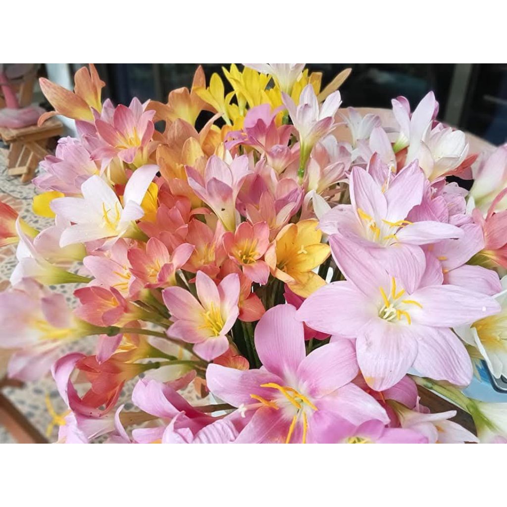 บัวดินคละสี20หัวราคา79บาท