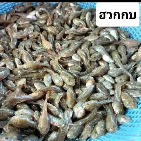 ฮวกกบ(ลูกอ๊อด)สดบีบไส้ทำแล้ว แพ็ค 500 กรัม