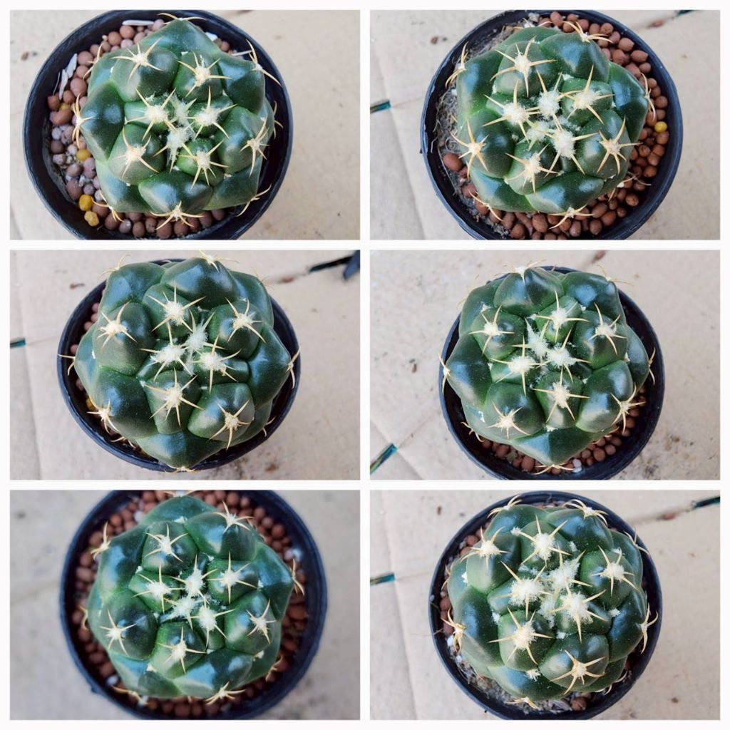 แคคตัสช้าง ดอกสีชมพู Coryphantha elephantidens