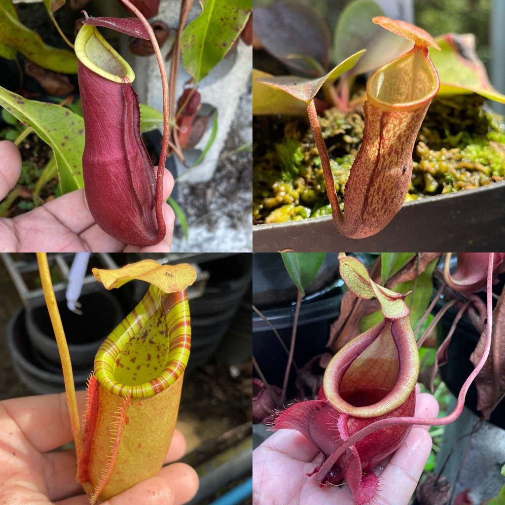 ต้นหม้อข้าวหม้อแกงลิงหลากหลายสายพันธุ์ (Nepenthes) กระถาง 3-6 นิ้ว