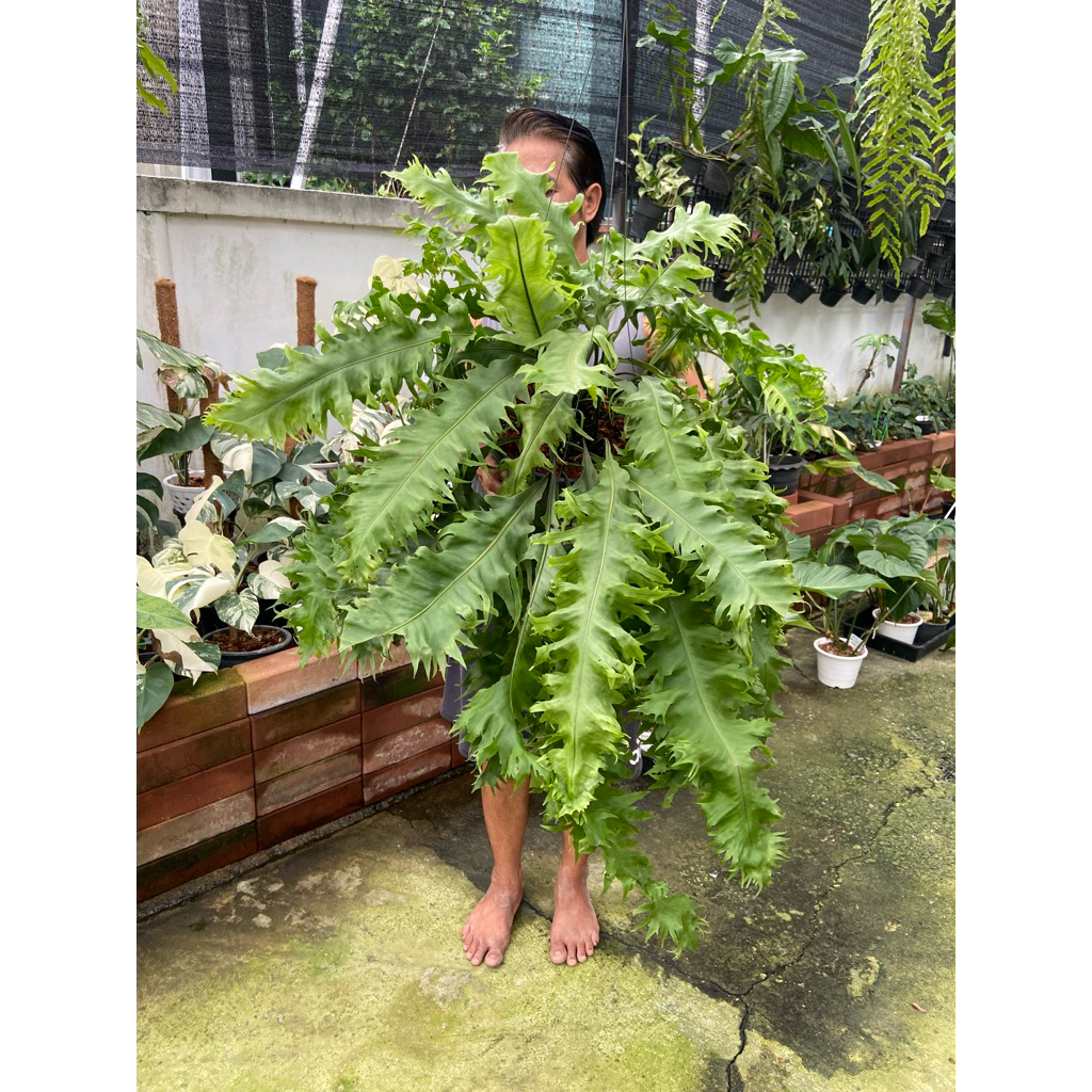 🌿 เฟิร์นหางไก่แอฟริกา เฟิร์นที่มีใบใหญ่  สะดุดตา มีลูกเล่นตามขอบใบเป็นเสน่ห์