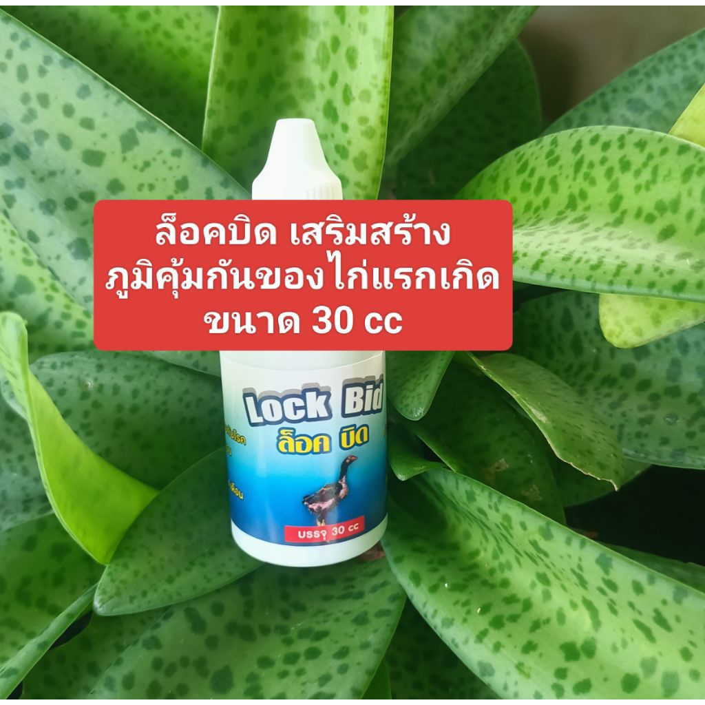 ล็อคบิดเสริมสร้างภูมิคุ้มกันของไก่แรกเกิด