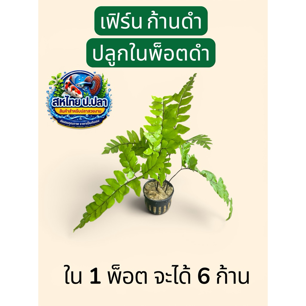เฟิร์นก้านดำ พร้อมปลูกในพ็อตดำ(ได้ 6กิ่งก้าน)  สวย ดูแลง่าย แข็งแรง พร้อมลงตู้ได้ทันที (อ่านก่อนซื้อ)