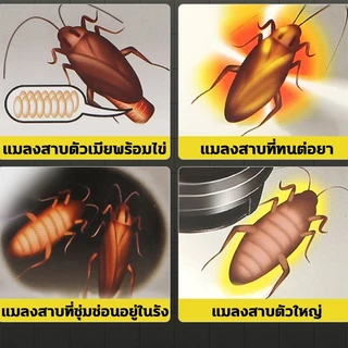 💥ฤทธิ์ยาอยู่ได้นานถึง 1 ปี💥บ้านแมลงสาบ นำเข้าจากญี่ปุ่น 18 อัน ดักแมลงสาบ ไม่มีกลิ่น กับดักแมลงสาบ กำจัดแมลงสาบ