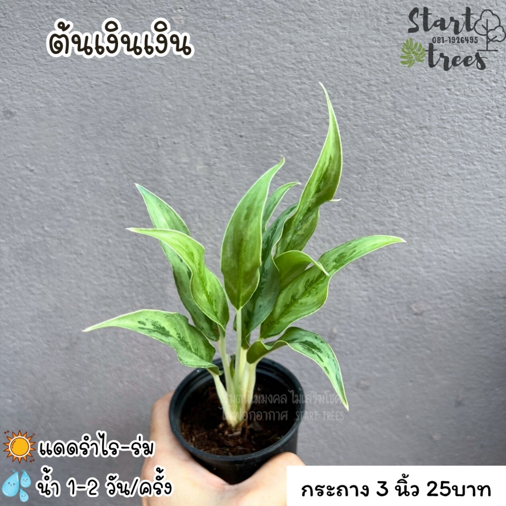 ต้นเงินเงิน ตระกูลอโกนีมา ซื้อ 5 ต้น แถมปุ๋ย