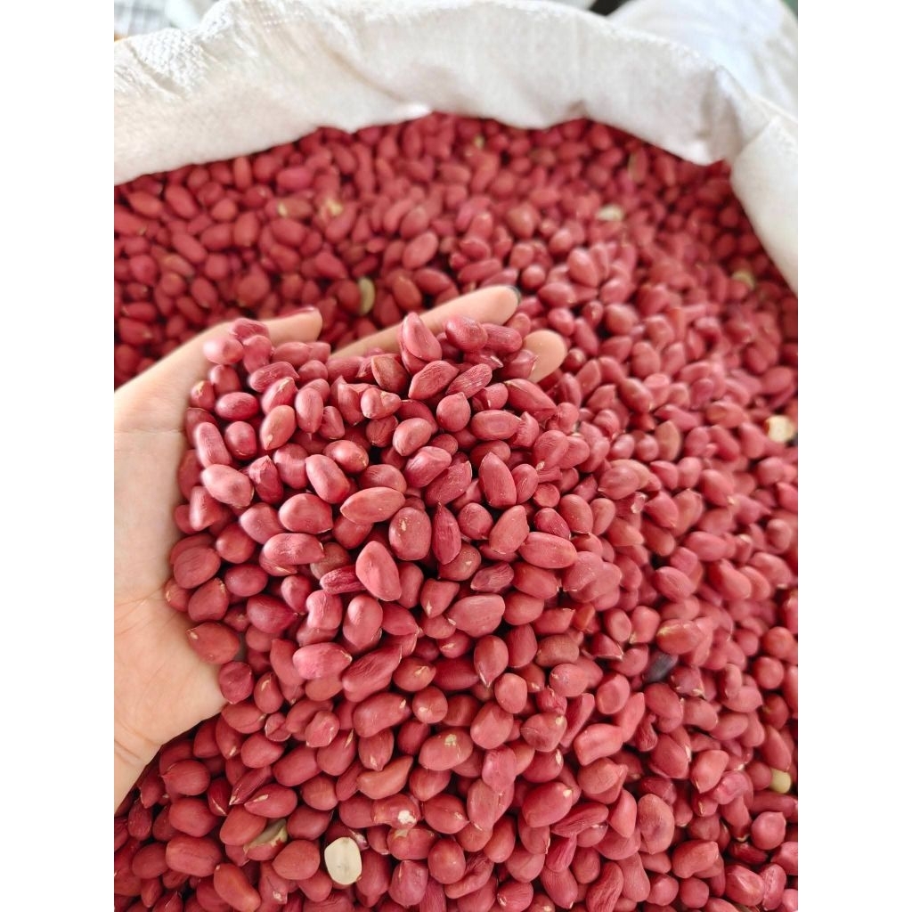 เมล็ดพันธุ์ถั่วลิสงแดง 1 กิโลกรัม คัดสรรคุณภาพ ถั่วใหม่ ปลูกได้อัตราการงอกดี