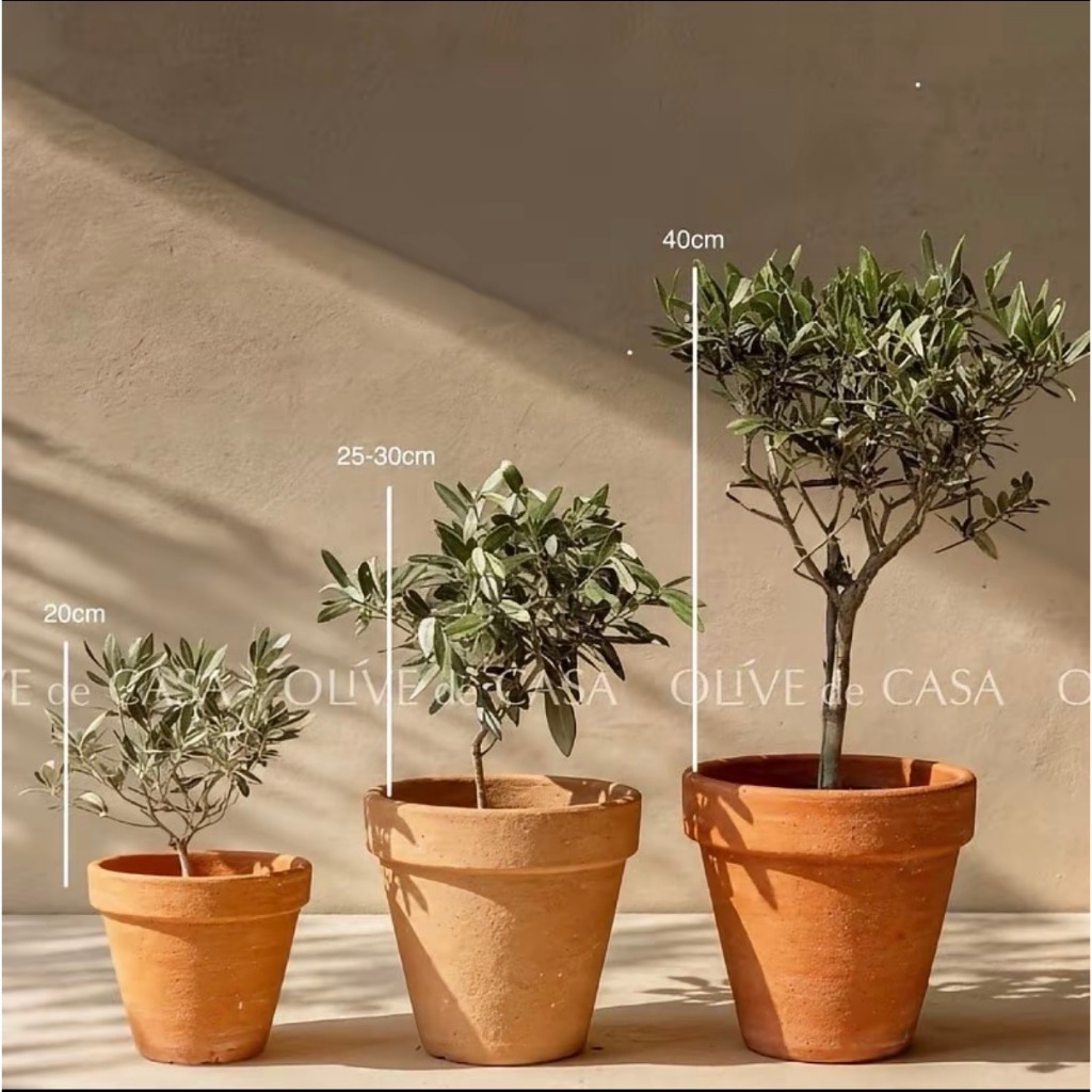 ต้นมะกอก Olive ต้นเล็กใบเงิน นำเข้าตรงจากยุโรป ความสูงประมาณ 20 CM รหัสA