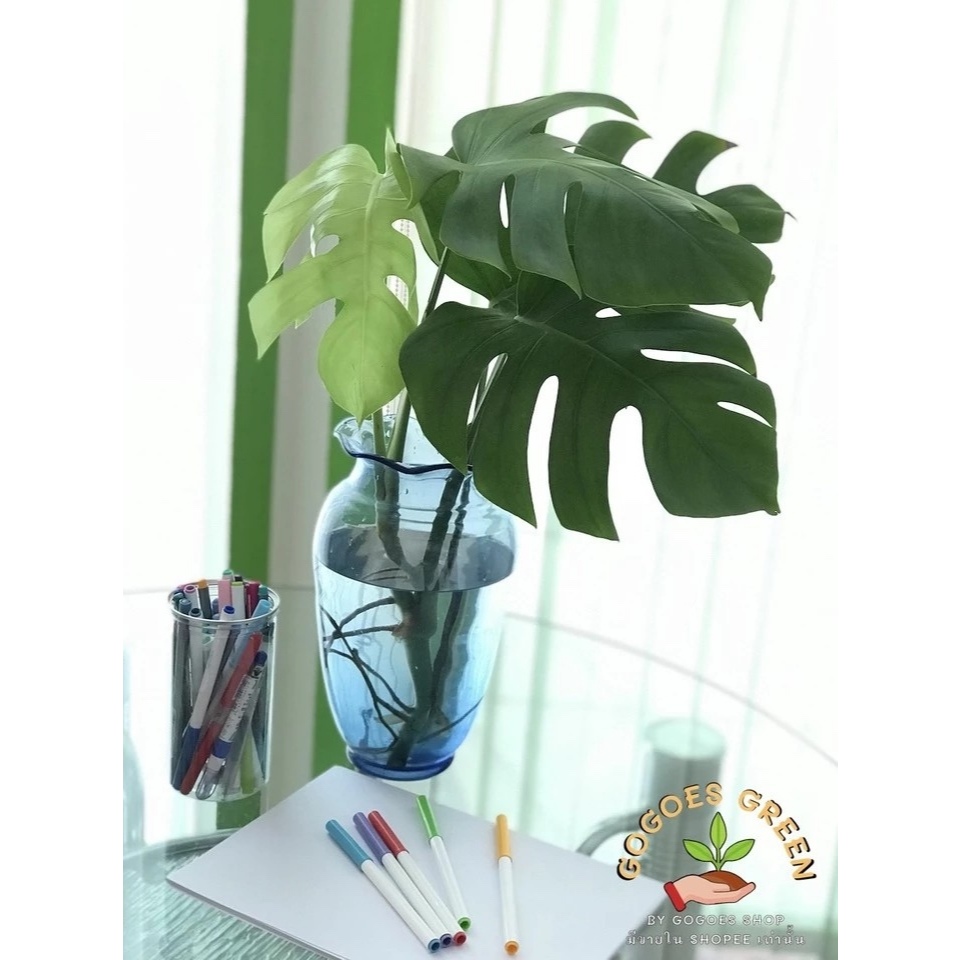 Monstera borsigiana มอนสเตอร่า มอนเลื้อย ต้นไม้ฟอกอากาศ ใบสวย โตเร็ว ตกแต่งบ้าน คอนโด ต้นไม้คาเฟ่ พร้อมส่ง