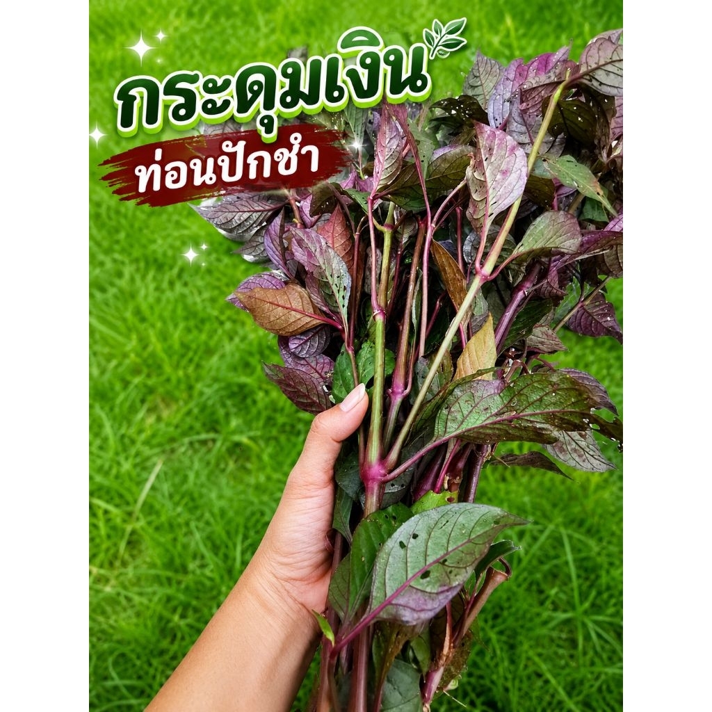 กระดุมเงิน30กิ่งยาว25เชนติเมตรแถมใบสด