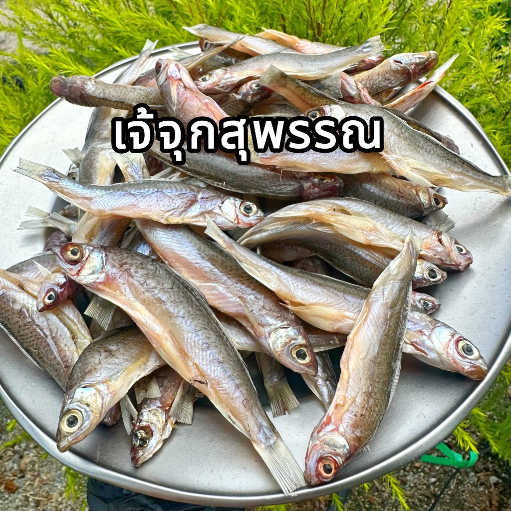 ปลาสร้อย แดดเดียว หาทานยากมีน้อยจ้า แพค 500 กรัม