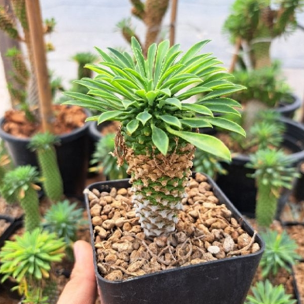 Euphorbia Sotetsu Kirin (ยูโฟเบีย คิริน)🔥 หลากหลายขนาด