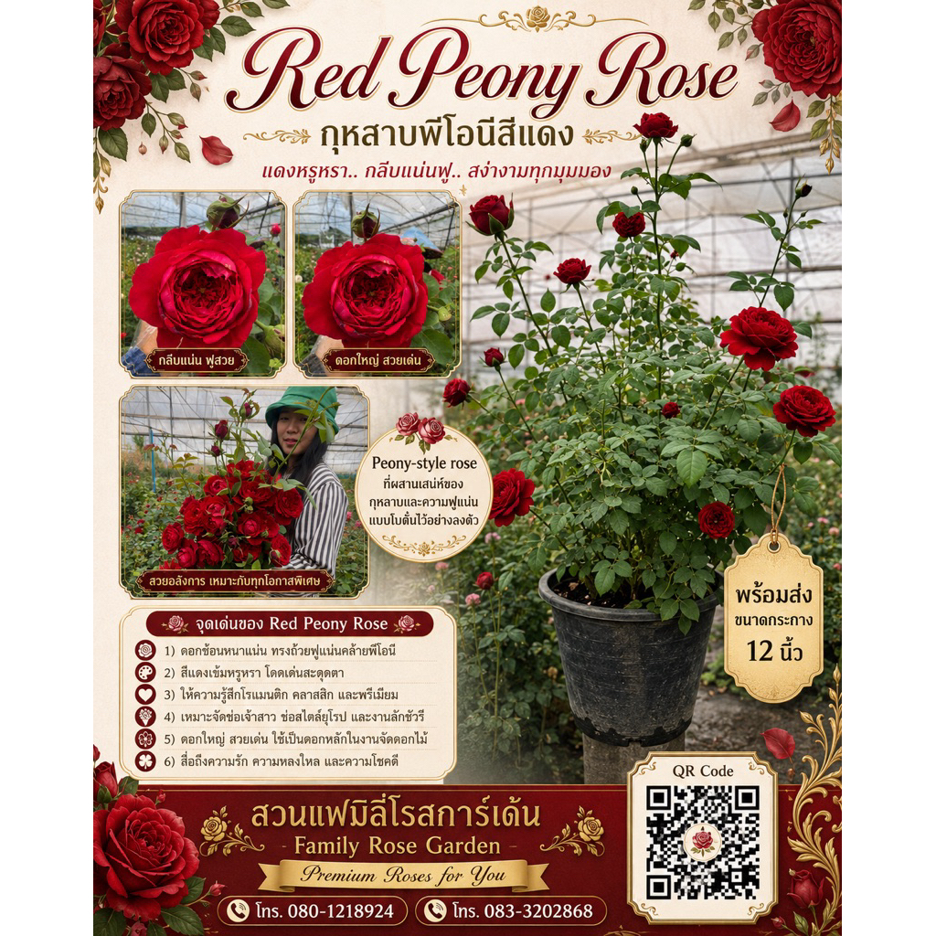 Red peony rose 🌹(NEW) rare item rose กุหลาบสีแดงทรงดอกโบตั๋น สวยสง่างาม🌹