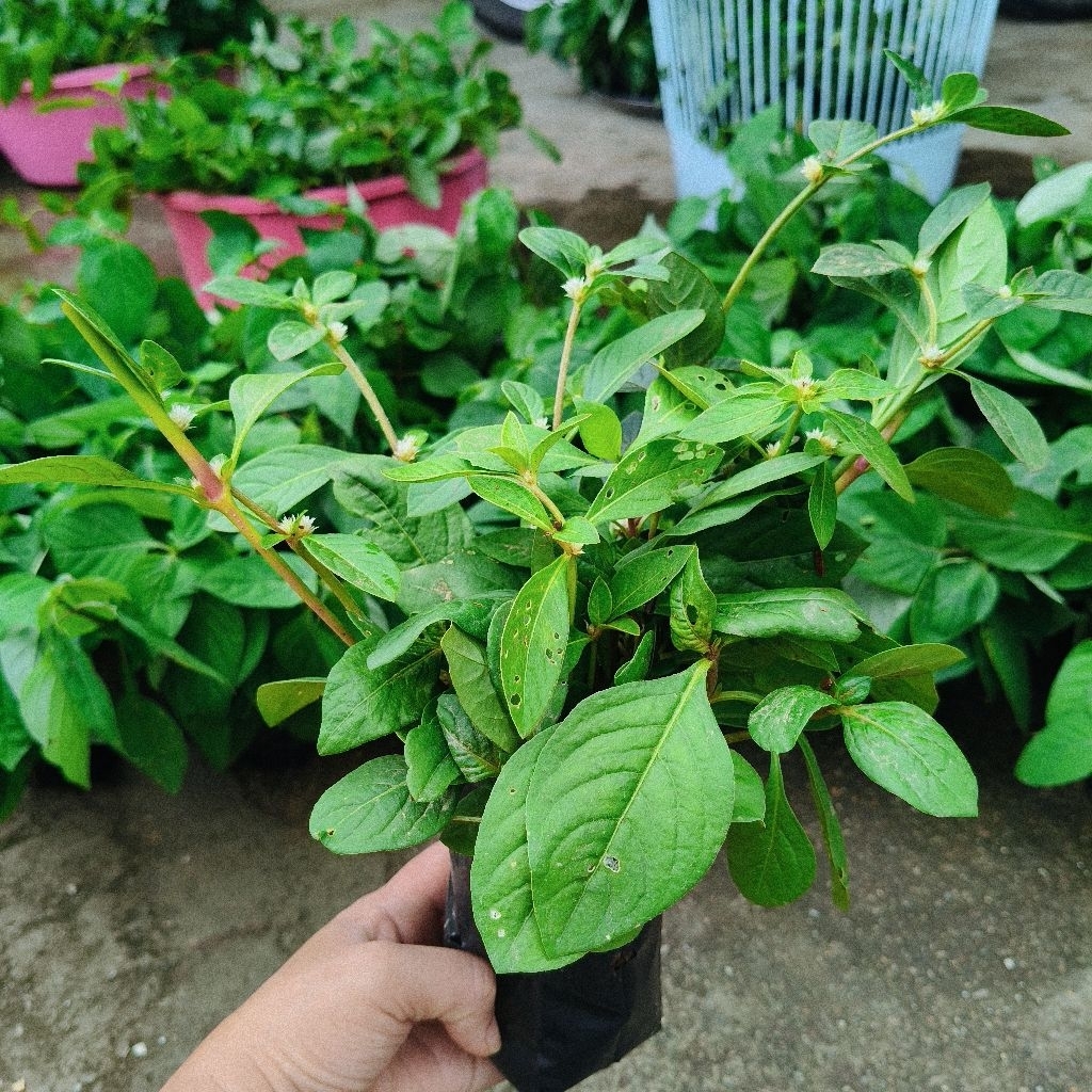 สรรพคุณของผักเป็ดขาว🌿 ช่วยลดไข้และแก้ร้อนใน
🌿 ช่วยขับปัสสาวะ
🌿 บำรุงสายตา เพราะมีวิตามินเอสูง