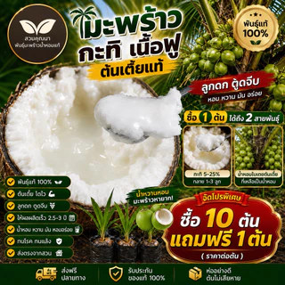 10ต้นแถม1ต้น (ต้นละ 89.-)มะพร้าวกะทิน้ำหอม ต้นเตี้ย สายพันธุ์บ้านแพ้ว อัมพวา ดำเนิน ส่งตรงจากสวน สายพันธุ์หายาก