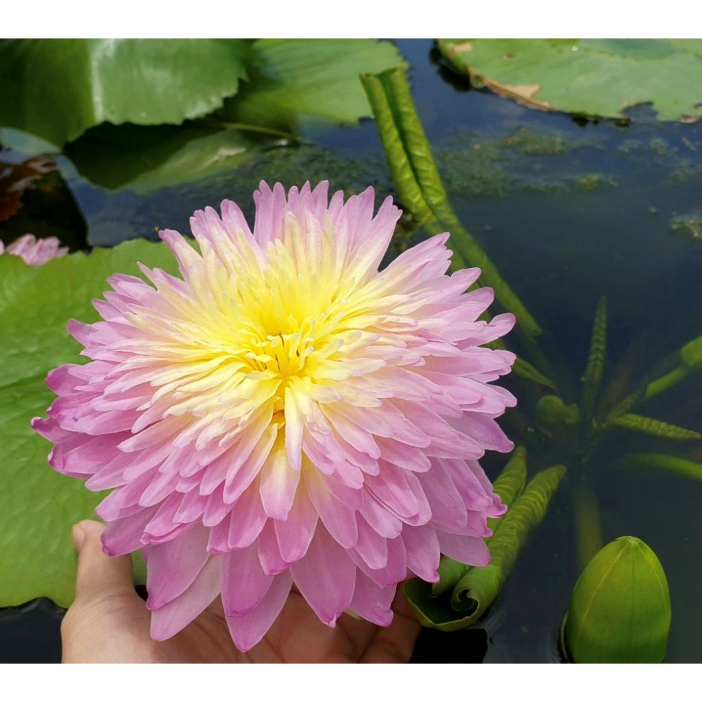 บัว "ชมพูพัตรา" สีหวานสวยฟูมาก เลี้ยงง่ายให้ดอกดกตลอดทั้งปี