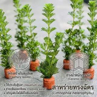 สาหร่ายฉัตร สำหรับอ่างปลา ตู้ปลาสวยงาม