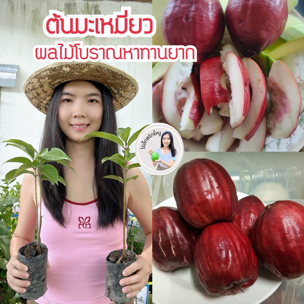 #ต้นมะเหมี่ยว ผลไม้โบราณหาทานยาก