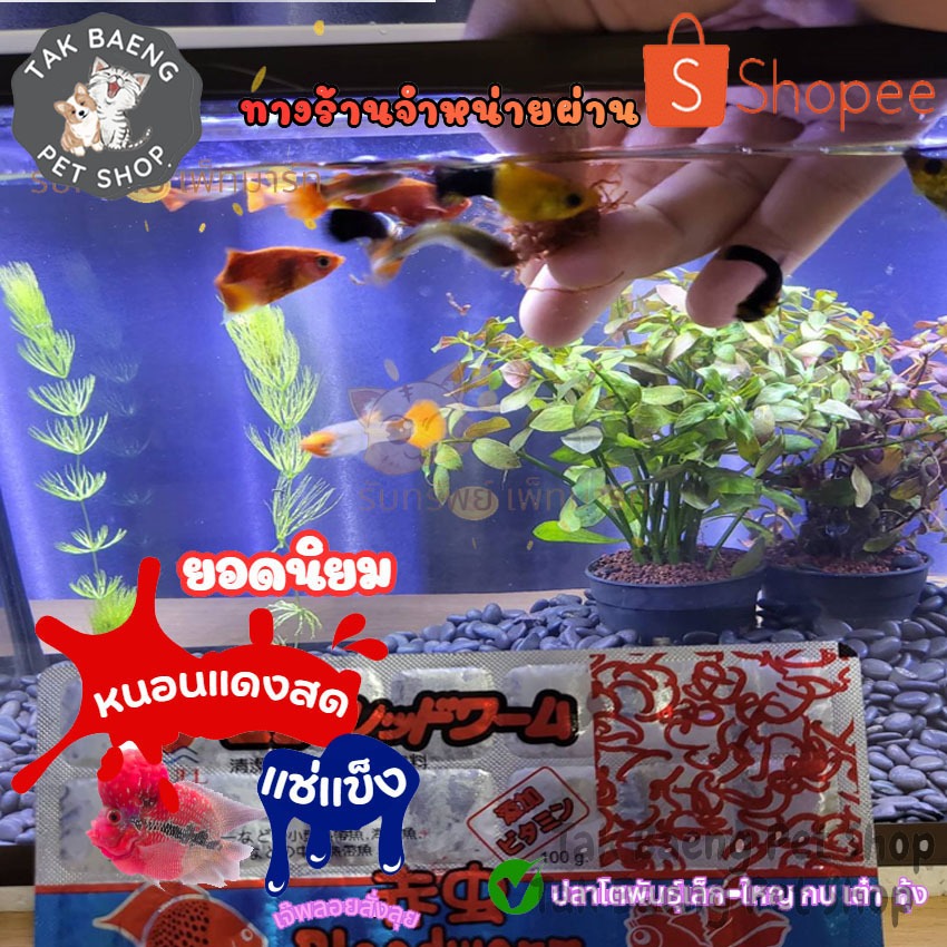 ส่งรวดเร็ว  หนอนแดงแช่แข็ง SE หรือ Seagull  ตัวเลือก 1-3 แพ็ค + แถมฟรี ! ถุงเก็บความเย็น หนอนสด จำหน่ายผ่าน shopee