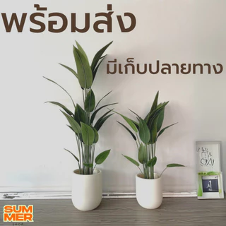 XU กระถางพลาสติก แต่งบ้านมินิมอล แต่งคาเฟ่(พร้อมส่งจากไทย)