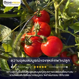🛒Oishi-Fresh🍅มะเขือเทศเนื้่อ ปลอดสารพิษ 1 กก. รสชาติกรอบ สด ใหม่ ใยอาหารสูง หวานออร์แกนิค เคลมได้ 1-2 วัน