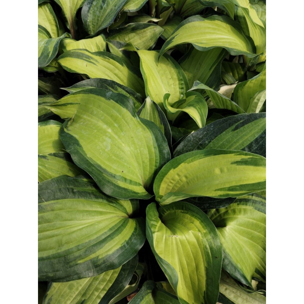 Rainforest Sunrise Hosta เรนฟอเรสท์ ซันไลท์ ฮอทต้า