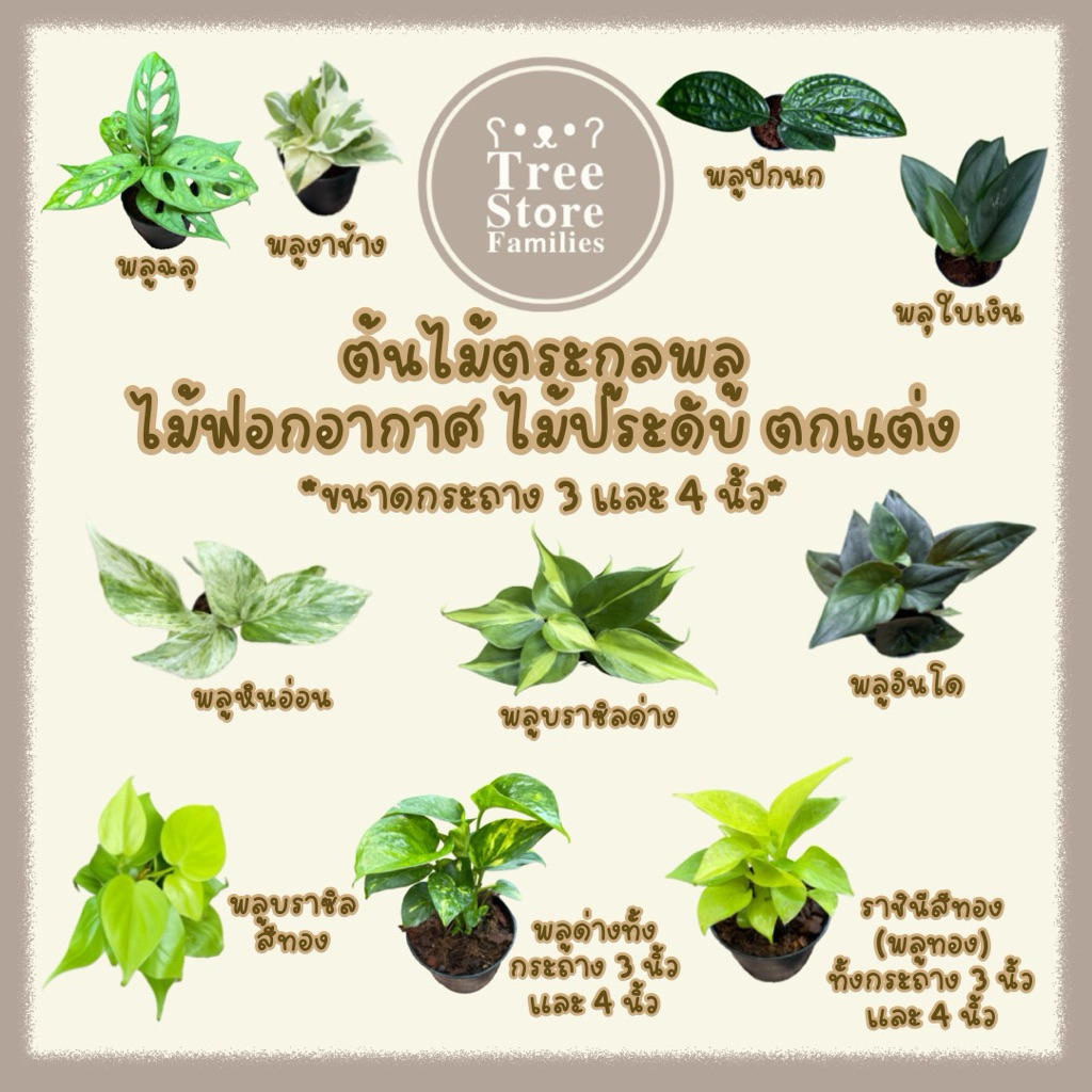 ต้นไม้ตระกูลพลู ไม้ฟอกอากาศ และประดับ ตกแต่ง *กระถาง 3 และ 4 นิ้ว* *สั่งซื้อขั้นต่ำ 2 ต้น*