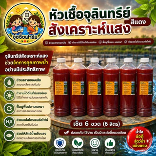 จุ้งจิ้งฟาร์ม 6 ลิตร : หัวเชื้อจุลินทรีย์สังเคราะห์แสง เข้มข้น ใช้ขยายต่อได้