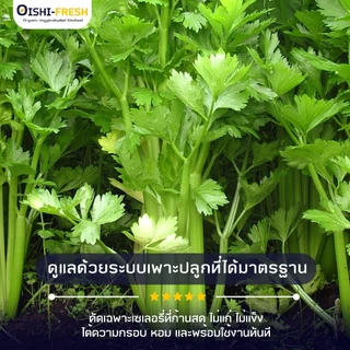 🛒Oishi-Fresh🥬เซเลอรี่ ปลอดสารพิษ 1 กก. รสชาติกรอบ สด ใหม่ ใยอาหารสูง หวานออร์แกนิค ผัก เคลมได้ 1-2 วัน