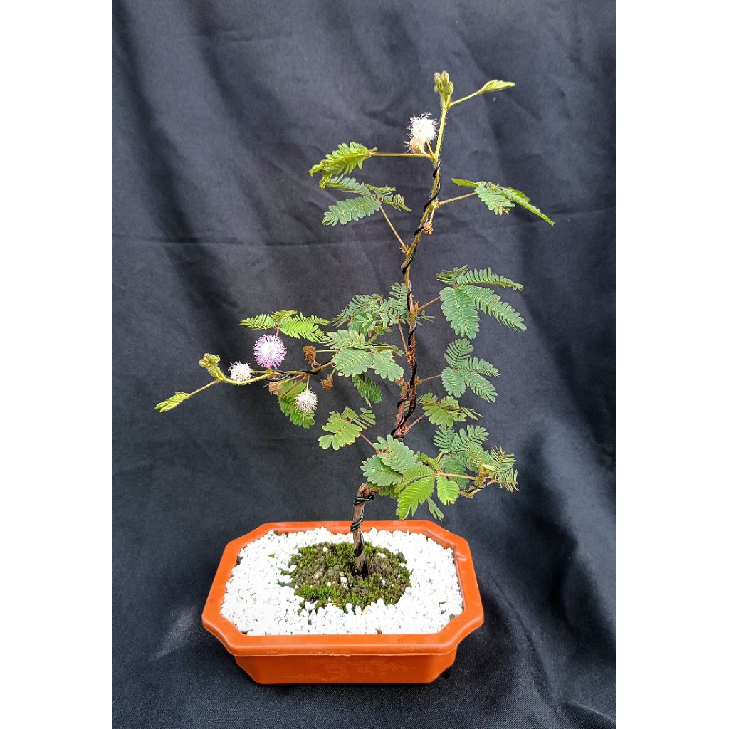 ต้นไมยราบในกระถางปลูกประดับน่ารักมินิมอล sensitive plant