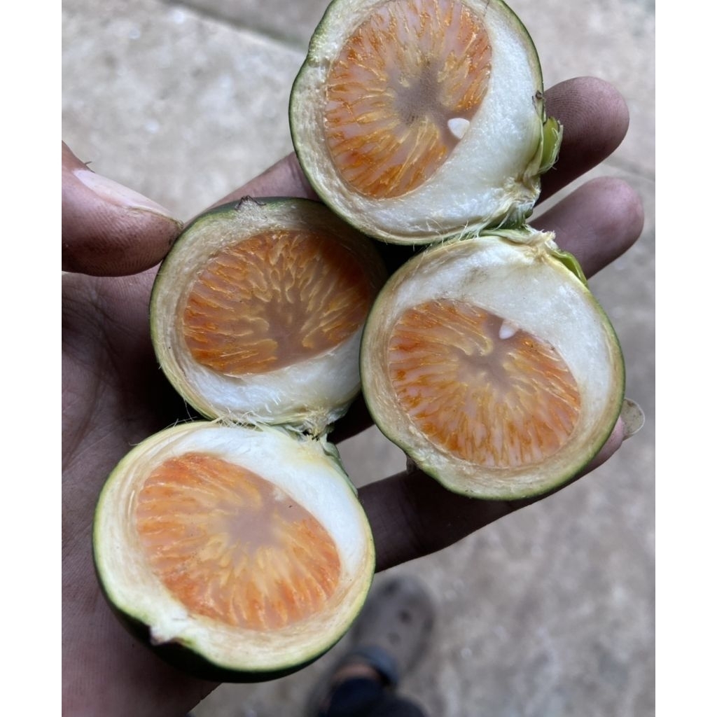 หมากอ่อน 1 กิโลกรัม หมากจันทบุรี หน้าหวาน ตัดใหม่ทุกวัน