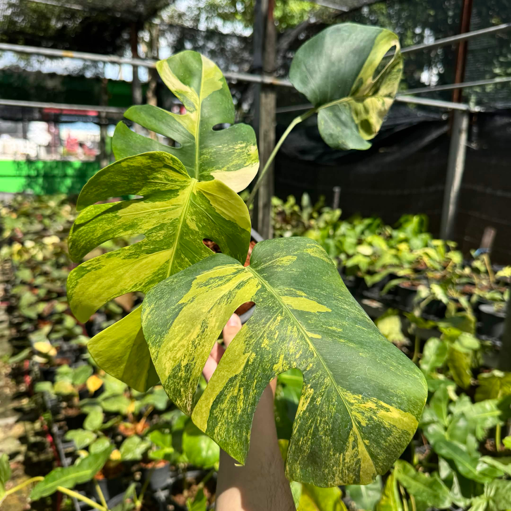 Monstera Aurea มอนสเตร่าด่างเหลือง ไม้ด่าง