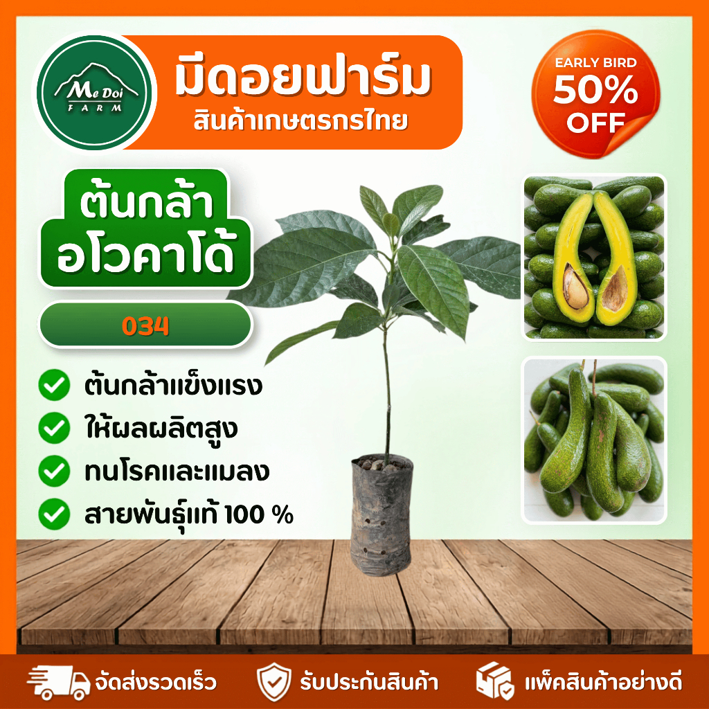 ต้นกล้าอโวคาโด้สายพันธุ์ A034 (034 Avocado) เสียบยอดแท้ ผลยาวเรียวเนื้อแน่น เหนียวหนึบมันเนย ทนร้อน พร้อมปลูก