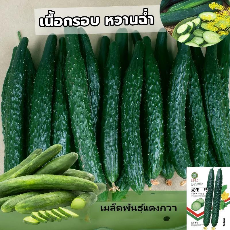 เมล็ดพันธุ์แตงกวา ซอง 50 เมล็ด เมล็ดพันธุ์แท้