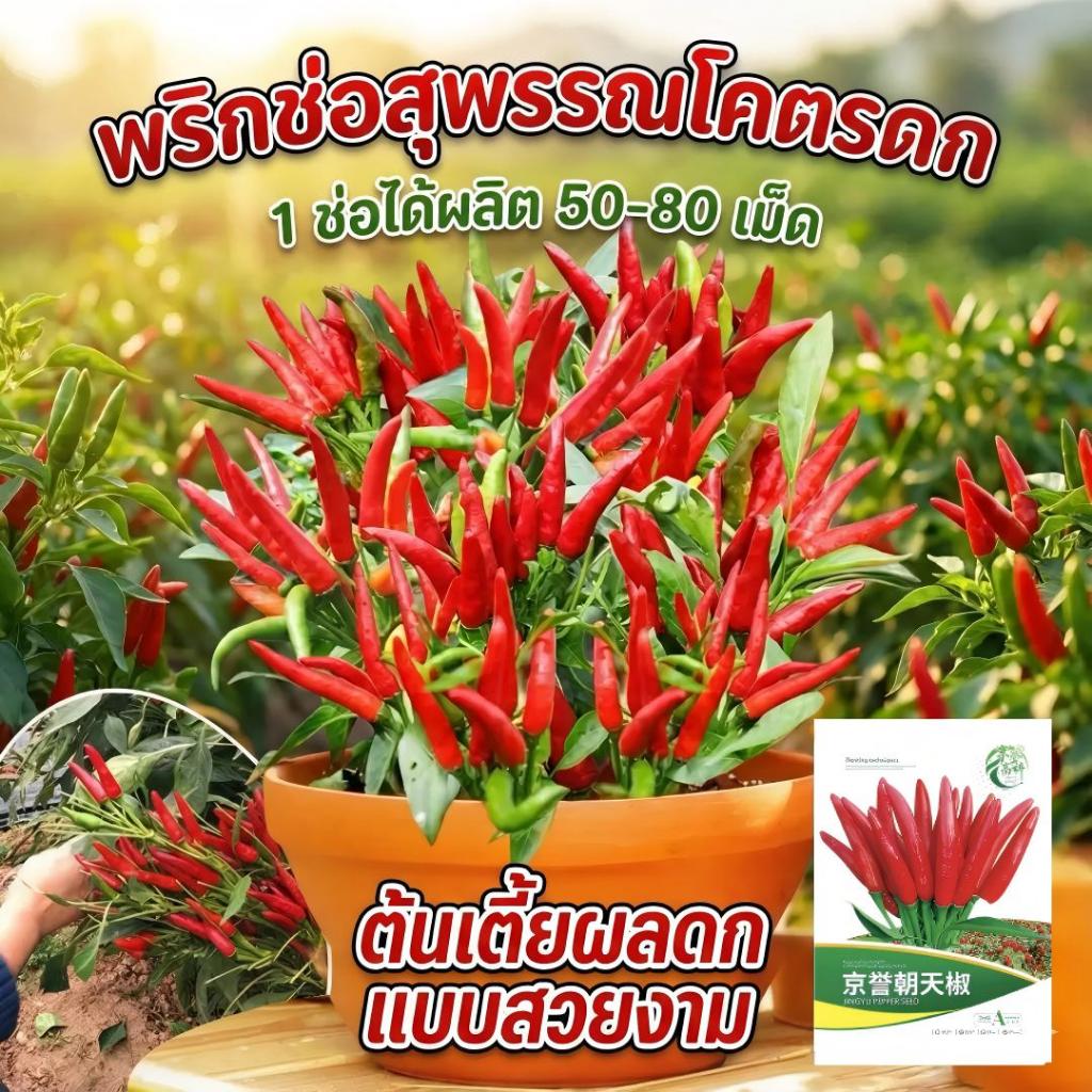 1ซอง500 เมล็ด  เมล็ดพันธุ์พริกขี้หนู เมล็ดพันธุ์อินทรีย์ สามารถขยายพันธุ์ต่อได้