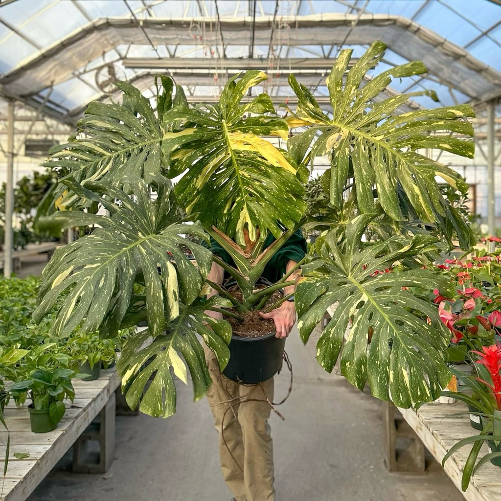 มอนเสตอร่าไทยคอนด่าง monstera thaicon stellation
